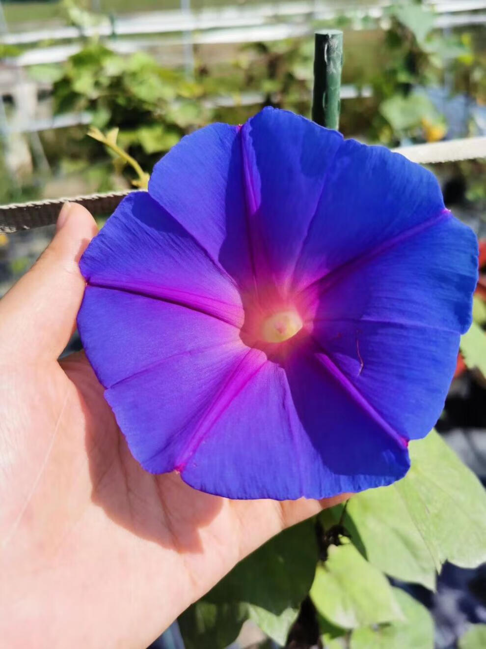 巨型宿根蓝紫变色大花牵牛花苗爬藤阳台拱门多年生耐热寒牵牛120mm