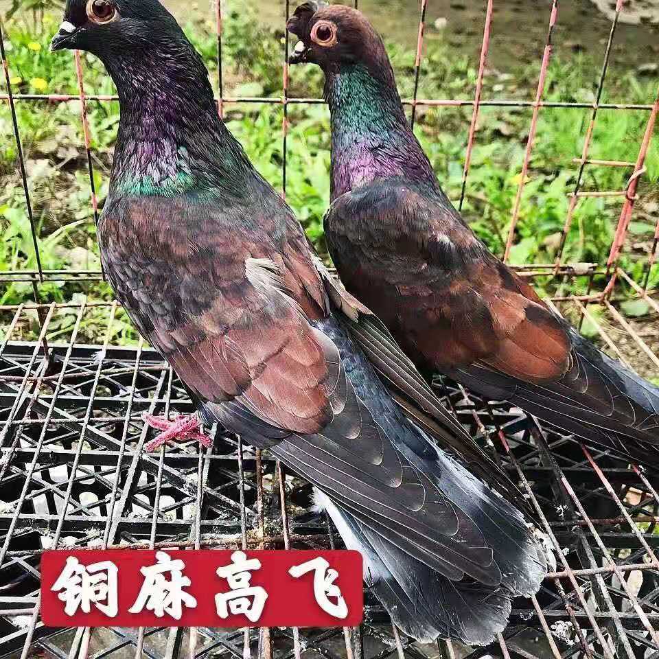 眉山铜麻高飞鸽活物鸽子 甘肃临夏白瓦班高飞 青年鸽一对【图片 价格