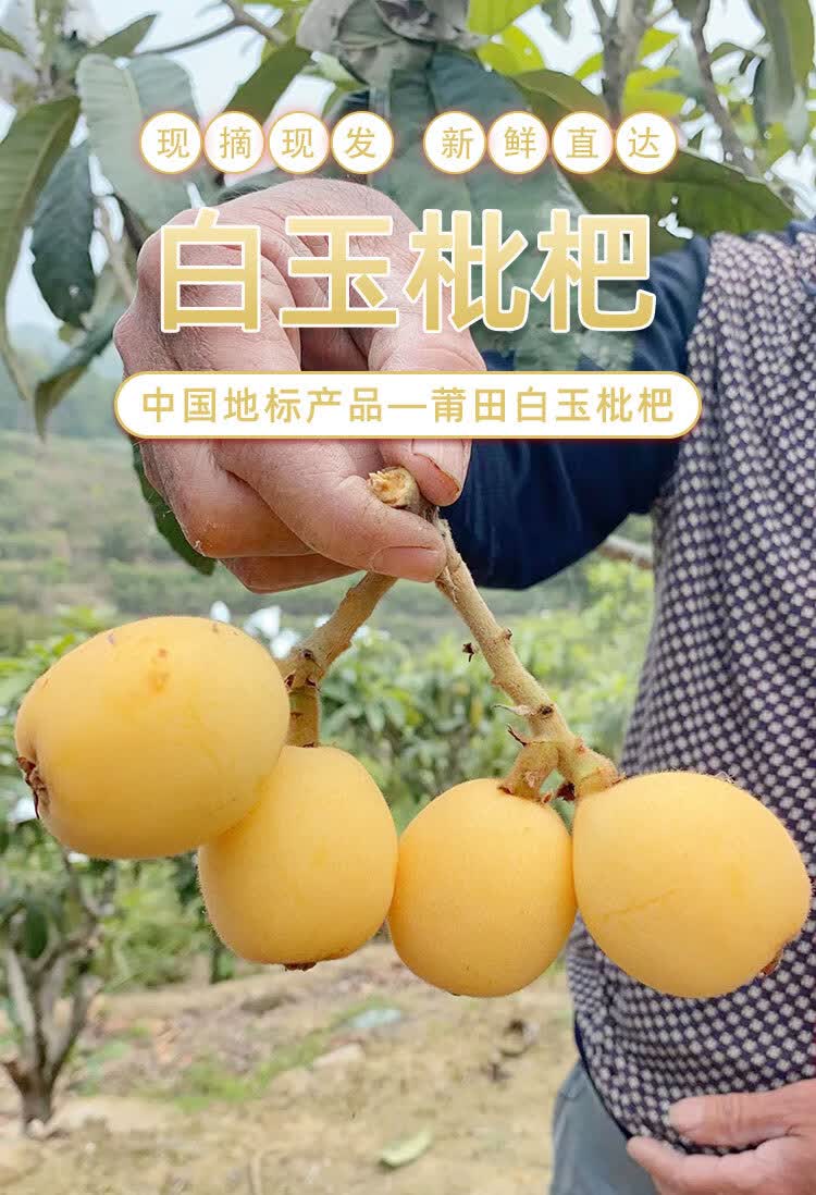 晨臻顺丰福建莆田正宗白梨枇杷白玉枇杷贵妃白新鲜无膨大剂水果3斤