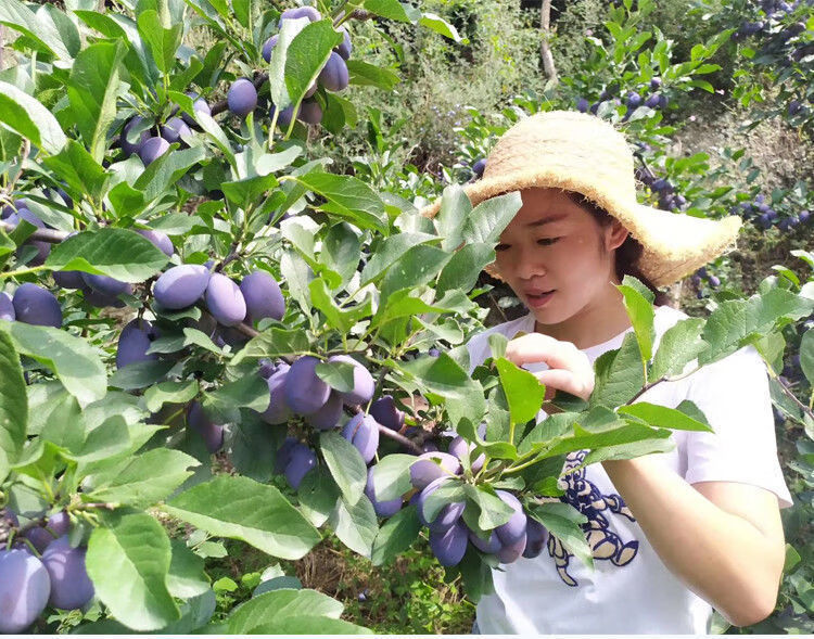 【西梅李】大西梅新鲜水果生鲜李子昌隆福记 1斤装【图片 价格 品牌