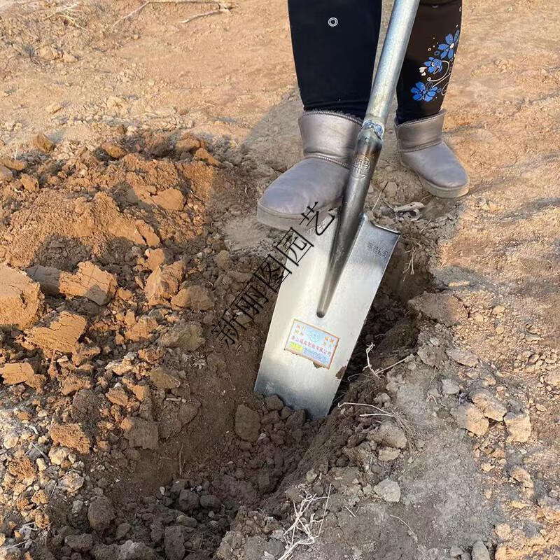 挖树锹锰钢加厚加重挖树铲子栽树移苗窄锹农用挖沟园艺铲挖树神器