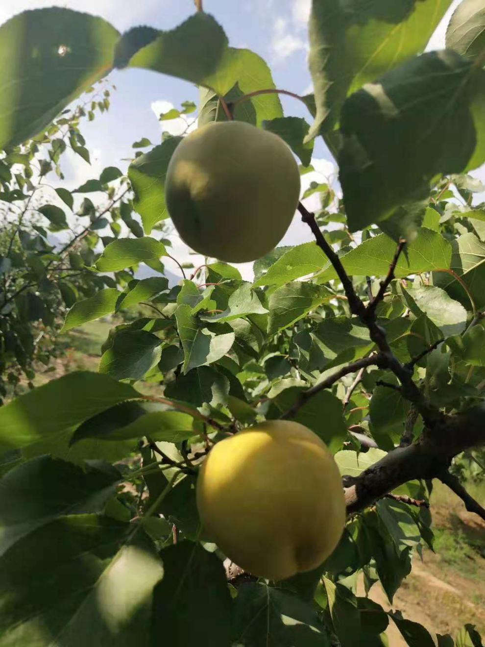 颜曼箐 顺丰 露天大黄杏新鲜现摘阳高大接杏山西杏子孕妇酸甜水果多汁