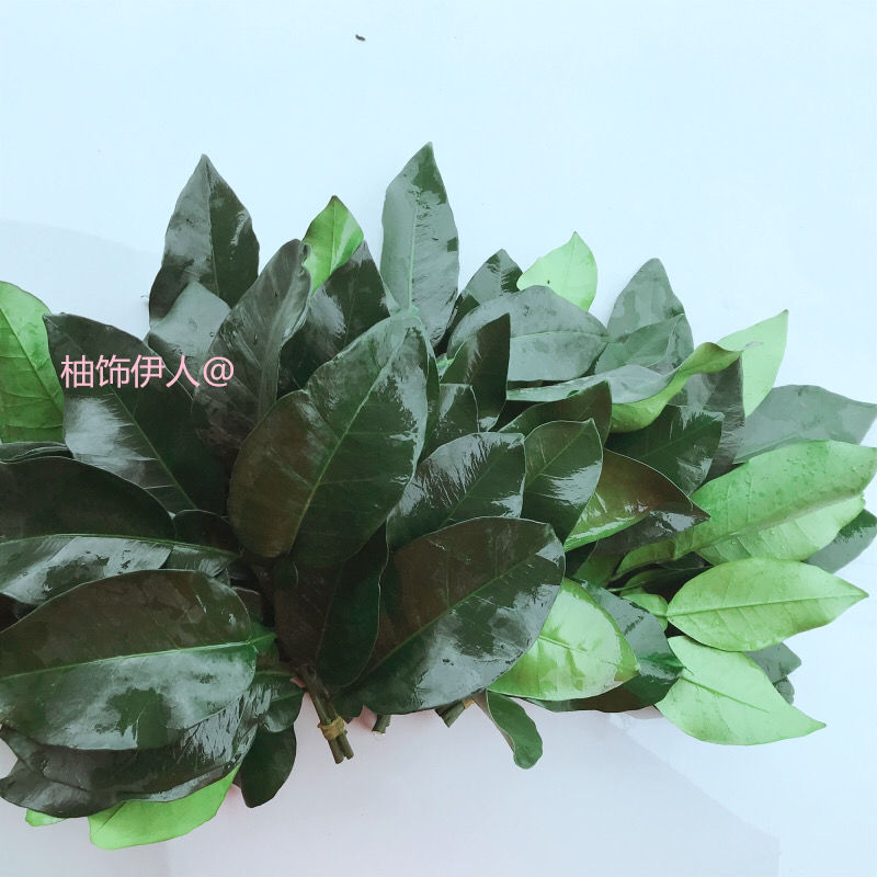 柚叶金柚乔迁新居开运转运沐浴去晦气祈福纯叶片现摘6把带枝六六大顺