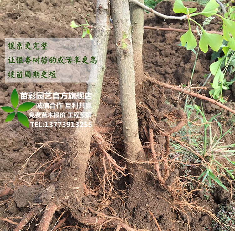 銀杏樹苗銀杏苗金葉銀杏樹苗白果小苗大苗地庭院景觀風景樹樹苗拆遷