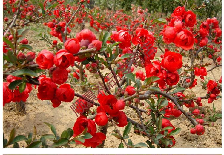 長壽冠海棠盆栽盆景梅花樹樁重瓣紅花海棠花紅梅樹苗耐寒植物6年長壽