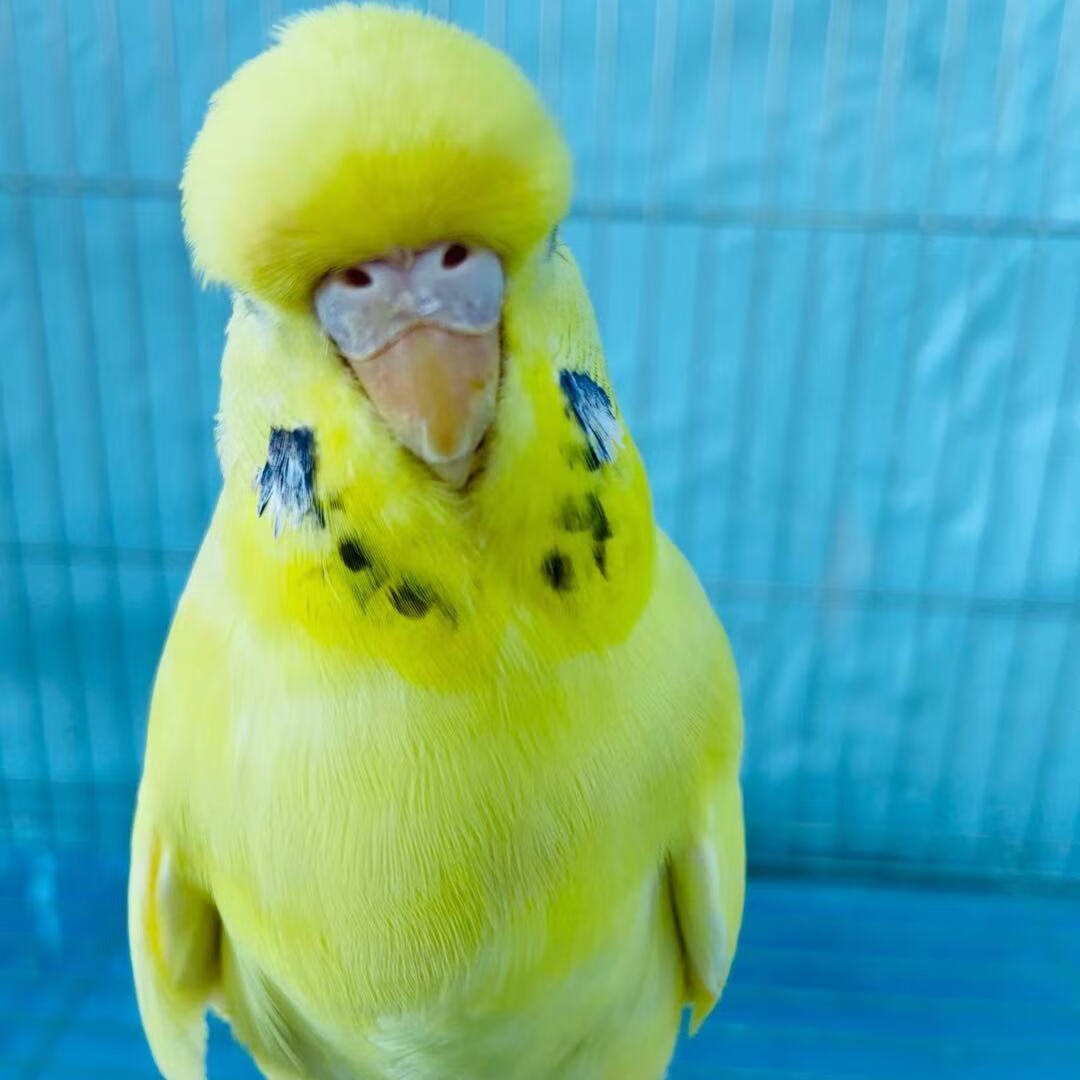 ajaj欧血大头蘑菇头虎皮宠物观赏活体网红鹦鹉手养可教说话雏鸟活鸟类