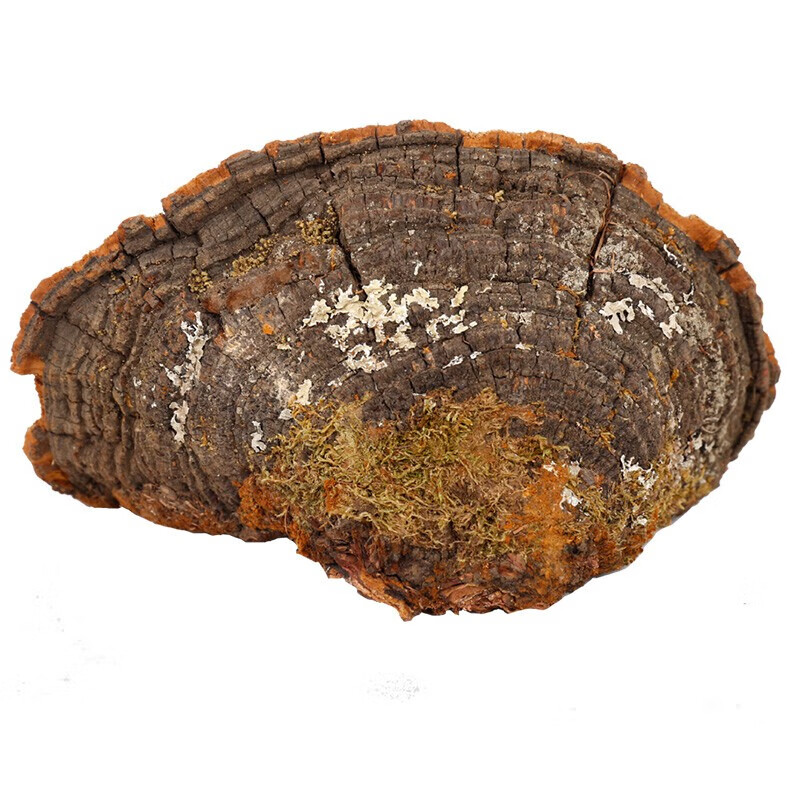 真菌 松针层孔菌 长白山 松木层孔菌松针灵芝 松针250克 野生松针灵芝