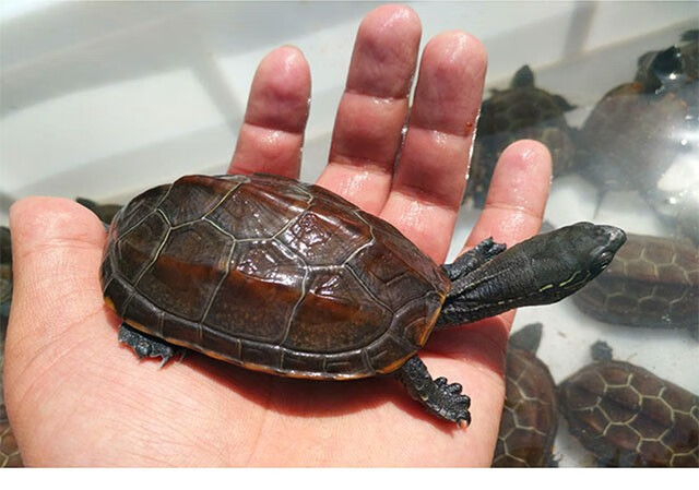 易萌 宠物活体乌龟外塘中华草乌龟招财龟水陆观赏草龟活物 8-10cm两只