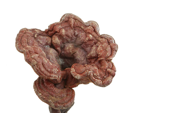 林芝纯野生灵芝整枝天然长白山赤芝木灵芝深山五色灵芝切片粉