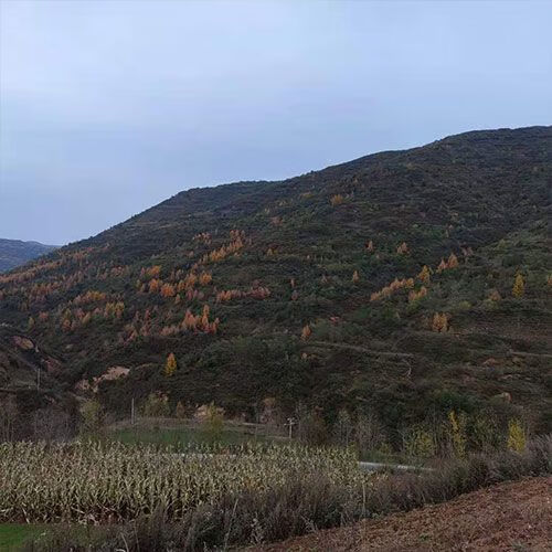 甘肅岷縣野生大條黨參無硫中藥材粗黨參土紋潞黨參野山黨參 直徑約1.