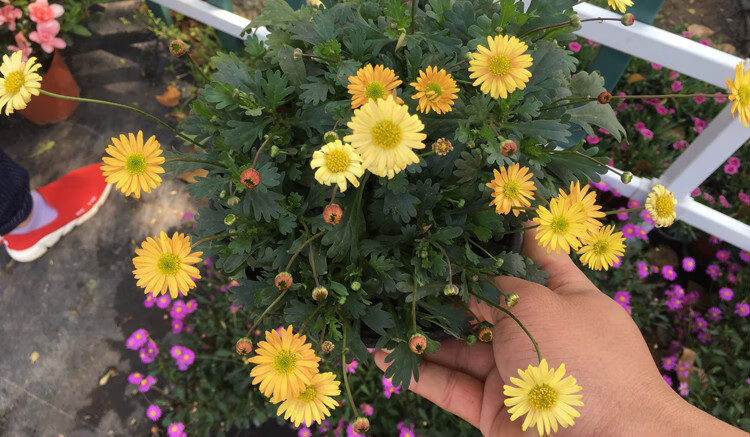 姬小菊花苗盆栽室外庭院阳台窗台花卉花四季开花季小菊盆栽f6 紫色盆径19cm 不含盆 图片价格品牌报价 京东