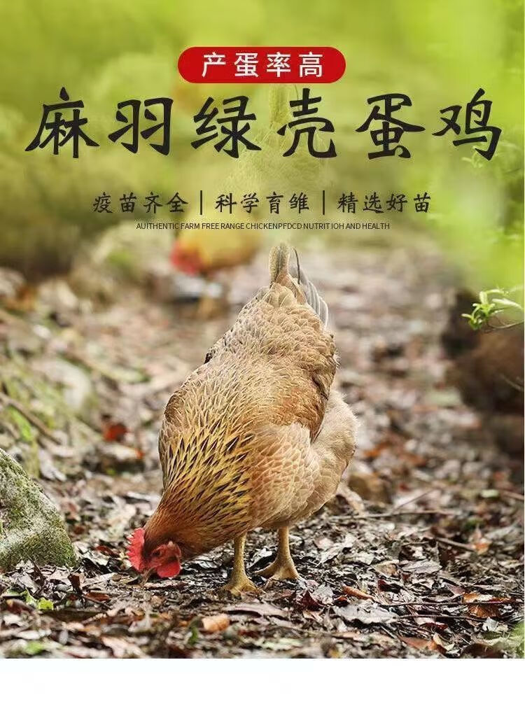 农家散养笨鸡下蛋母鸡半斤三黄鸡麻羽蛋土鸡活物体幼崽 麻羽蛋鸡拍6 2