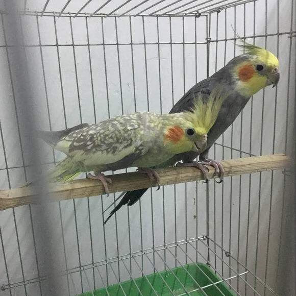 泽驭名宠 玄风宠物活体黄化珍珠原始灰玄凤可教说话的鸟活 原始加珍珠