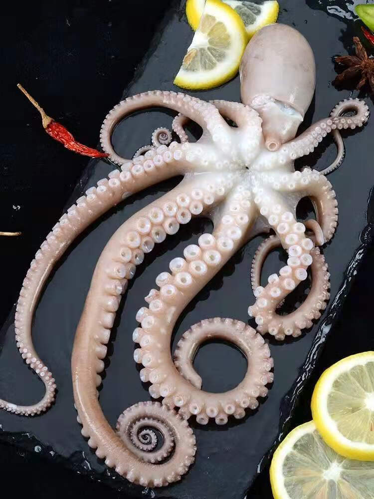 宏嘉睿 大长腿八爪鱼网红爆头八爪鱼新鲜鲜活长腿八爪鱼海捕大八爪鱼