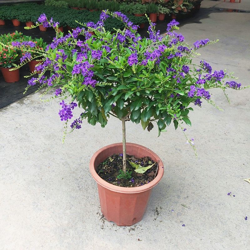 蕾丝金露花巧克力香紫金露盆栽阳台蓝精灵花期长耐热耐晒开花好养 独