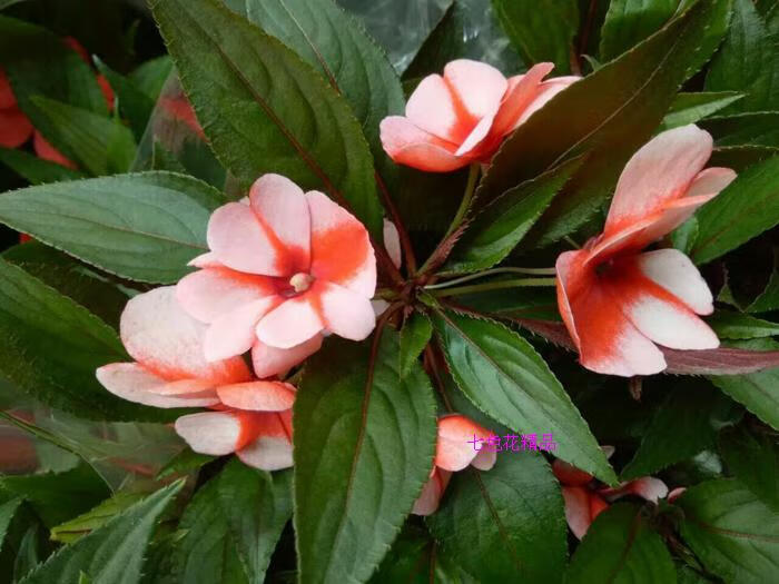 园艺非洲凤仙花 新几内亚凤仙花苗 洋凤仙 金凤花 洒金花盆栽大苗带花