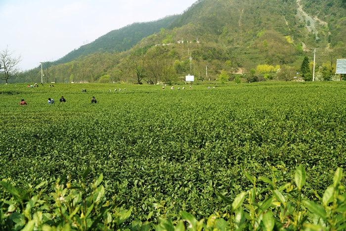 5折 新茶陇南明前毛尖茶叶500g一级甘肃手工炒青茶文县武都康县 500g