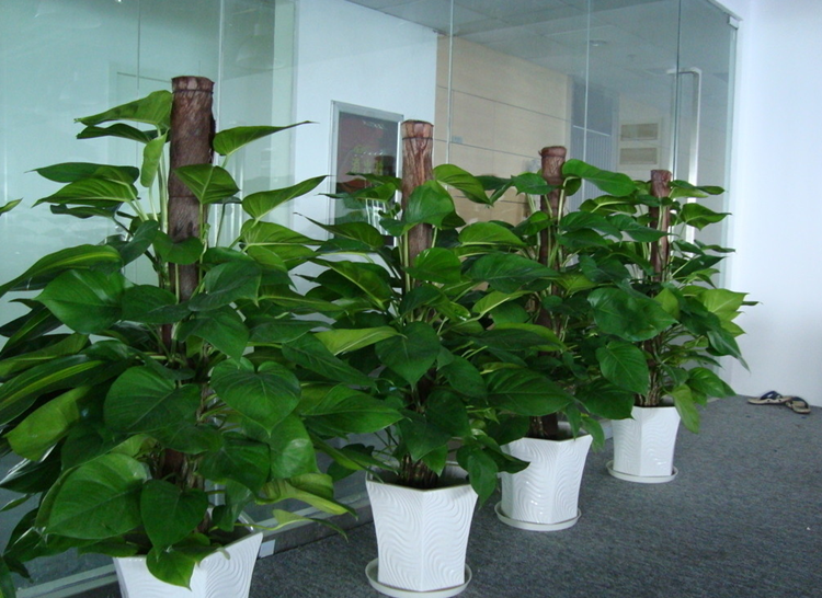 大绿萝柱盆景室内客厅办公室大型盆栽植物花卉绿植净化空气吸甲醛