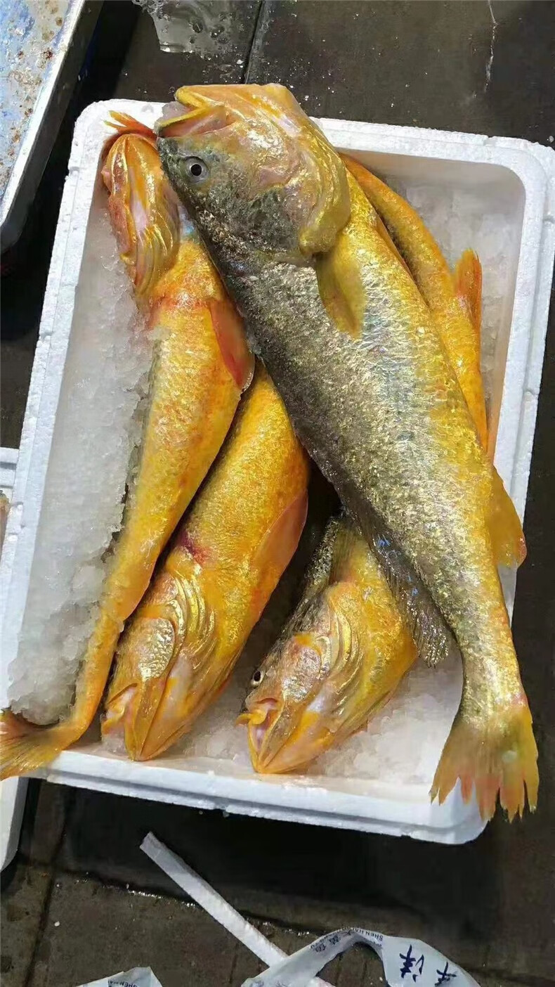 鱼姐海成青岛黄花鱼鲜活新鲜大黄鱼海鱼超大海捕海鲜水产约15斤条袋装