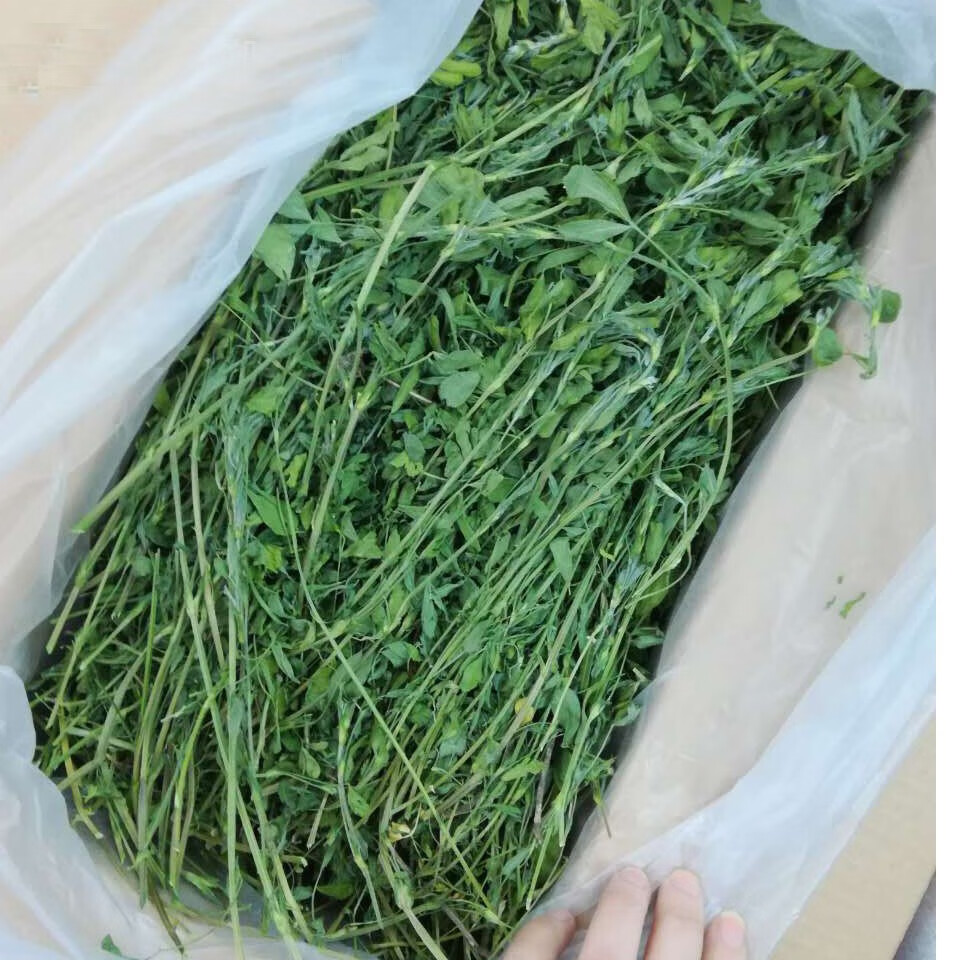 绿色新苜蓿烘烤紫花苜蓿草干草兔粮兔子龙猫粮食荷兰猪
