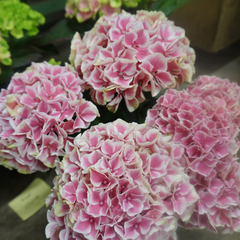 绣球花盆栽 魔幻小丑大花八仙绣球花大苗盆栽花边白色庭院阳台勤花四