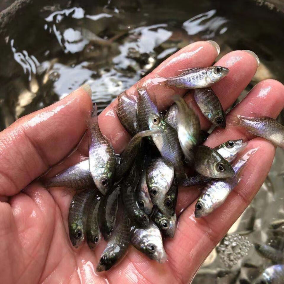 太阳鱼水花鱼苗 蓝鳃太阳鱼苗 杂交金边太阳鱼苗 太阳鱼淡水养殖 太阳