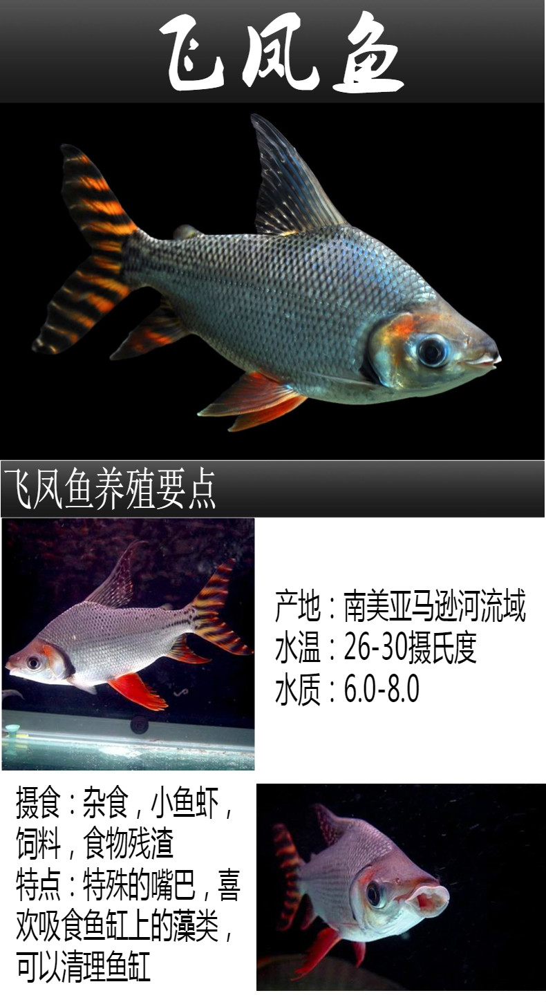 飞凤鱼观赏鱼泰国鲫短身金凤银凤柠檬鲫直纹龙鱼配