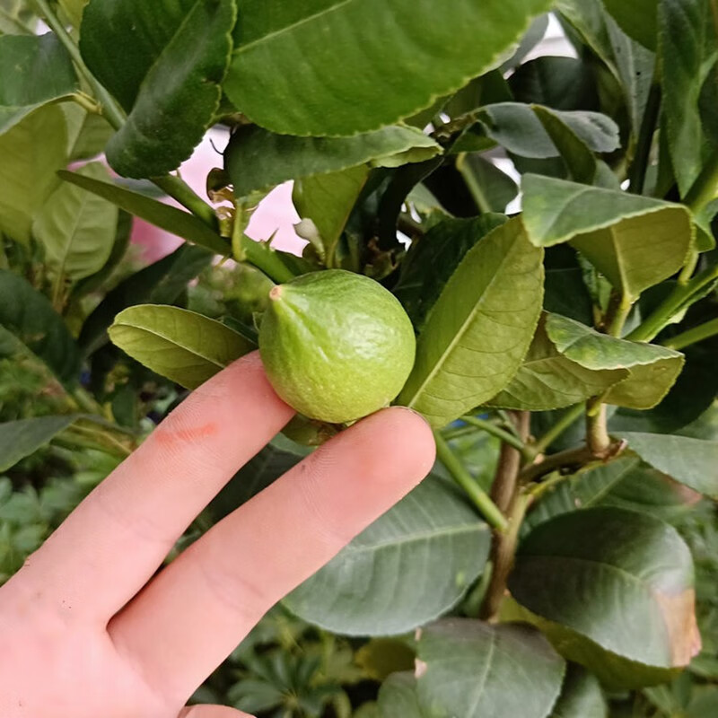 春沭高杆柠檬树尤力克柠檬树香水柠檬树带花带果香水柠檬5年苗当年