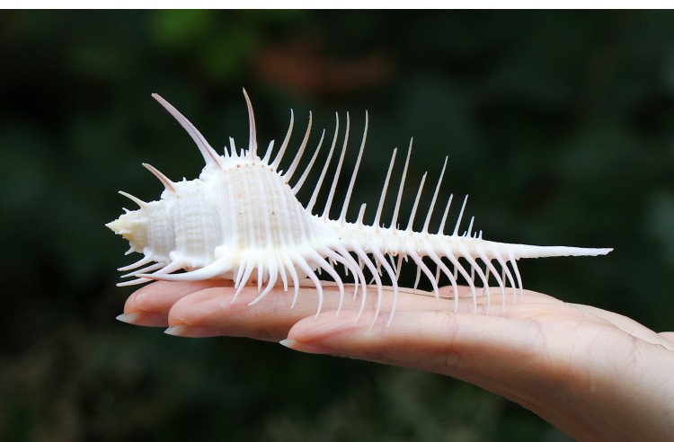 维纳斯骨螺天然女巫骨海螺贝壳鱼缸水族造景创意家居地台装饰摆件