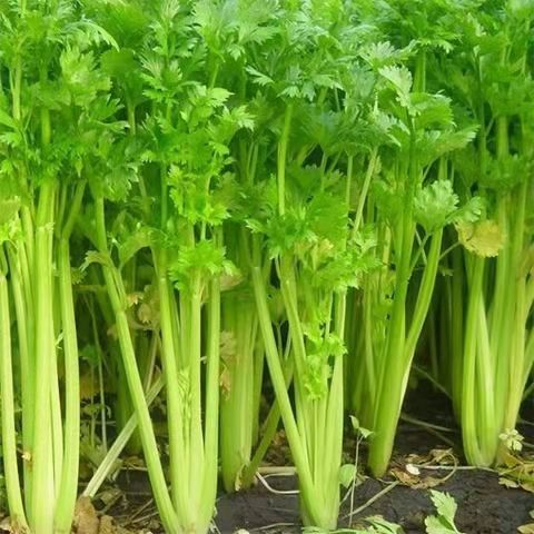 正宗平度黄心芹菜空心芹菜新鲜芹菜生吃芹菜批发 四斤精品【图片 价格