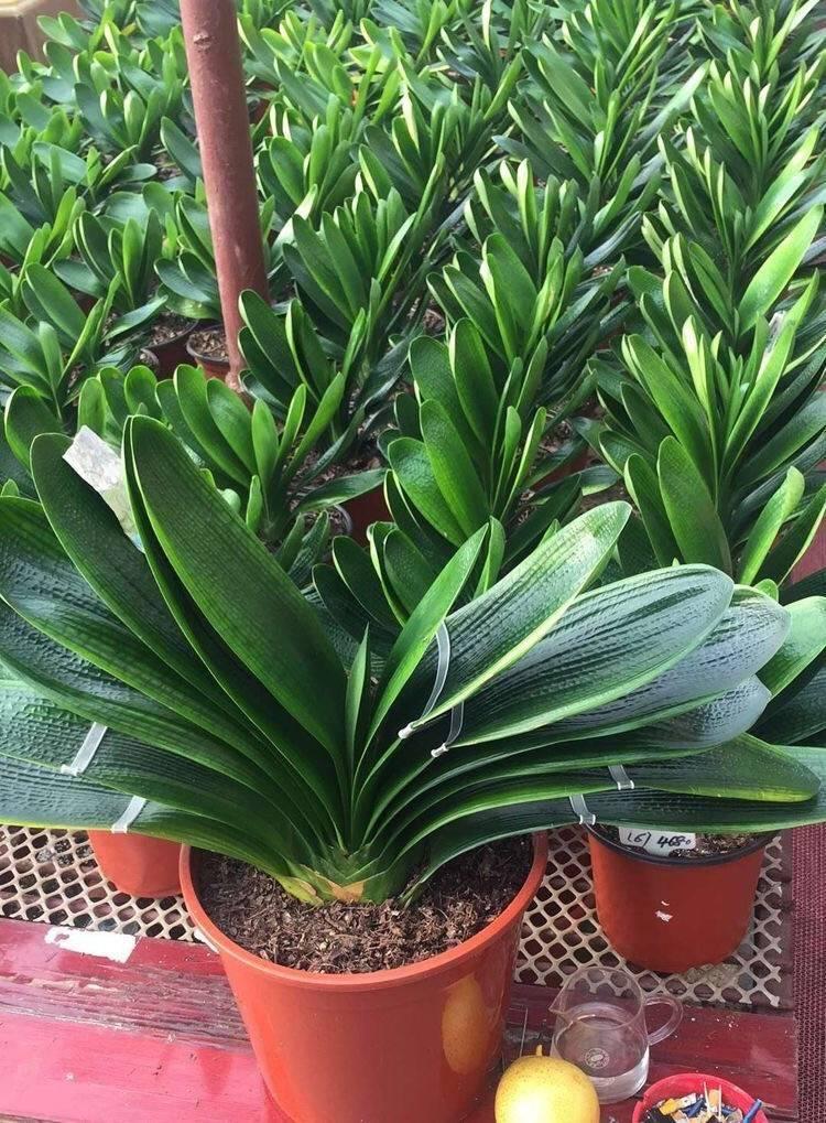 带土栽好南非君子兰花君子兰盆栽精品室内植物君子兰花苗当年开花