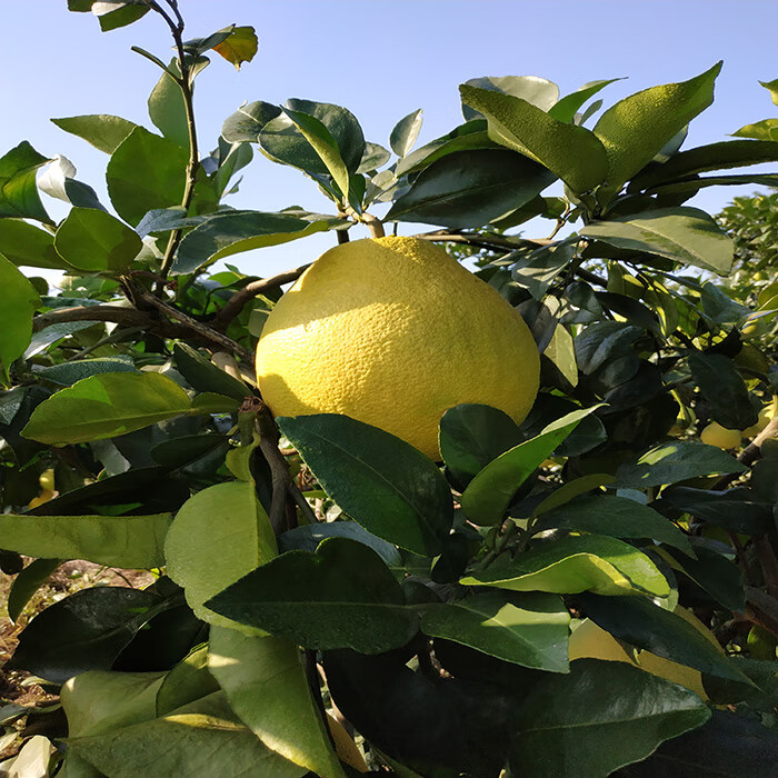 上饶水果图片