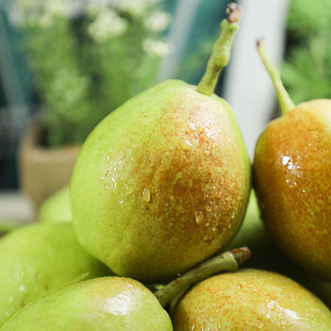 新疆新鲜应当季孕妇水果特级全母梨子整箱蜜梨5/8斤 【】特级果5斤(约