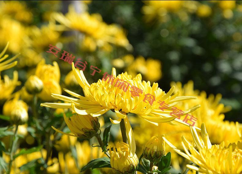 青清驰菊菊花茶河南省开封青池菊茶青弛菊一朵一杯【图片 价格 品牌