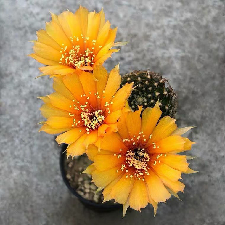 开花罗星丸仙人球裸萼球属群生多头易群花阳台盆栽多肉植物 黄金荷花