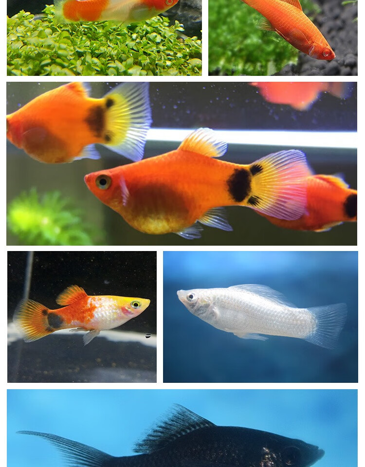 玛丽鱼米奇鱼红箭鱼胎生皮球孕鱼下崽狂魔热带鱼繁殖月光鱼 黑尾月光2