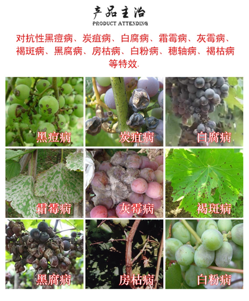 玫瑰花霜霉病特效药图片