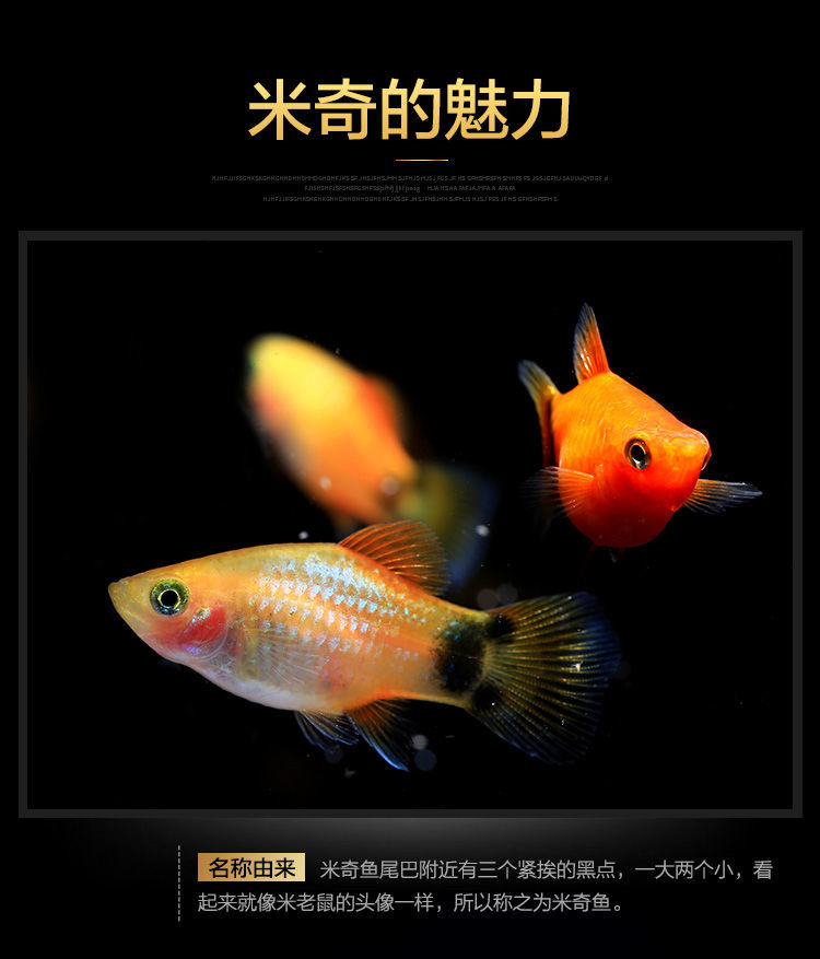 小型热带鱼小鱼活观赏鱼红黄米奇鱼胎生玛丽鱼淡水鱼耐活好养活体 红