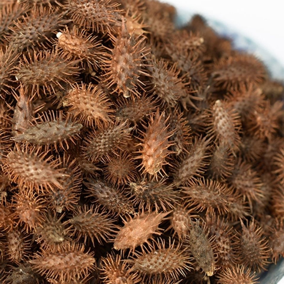 苍耳子 成熟带刺苍耳鼻塞流鼻涕炒苍耳子 苍耳粉中药材泡脚 50克