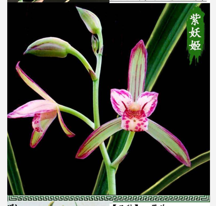 建兰兰花苗金边兰花西施含雪紫妖姬帝王妃浓香 紫月荷 特价5苗连体