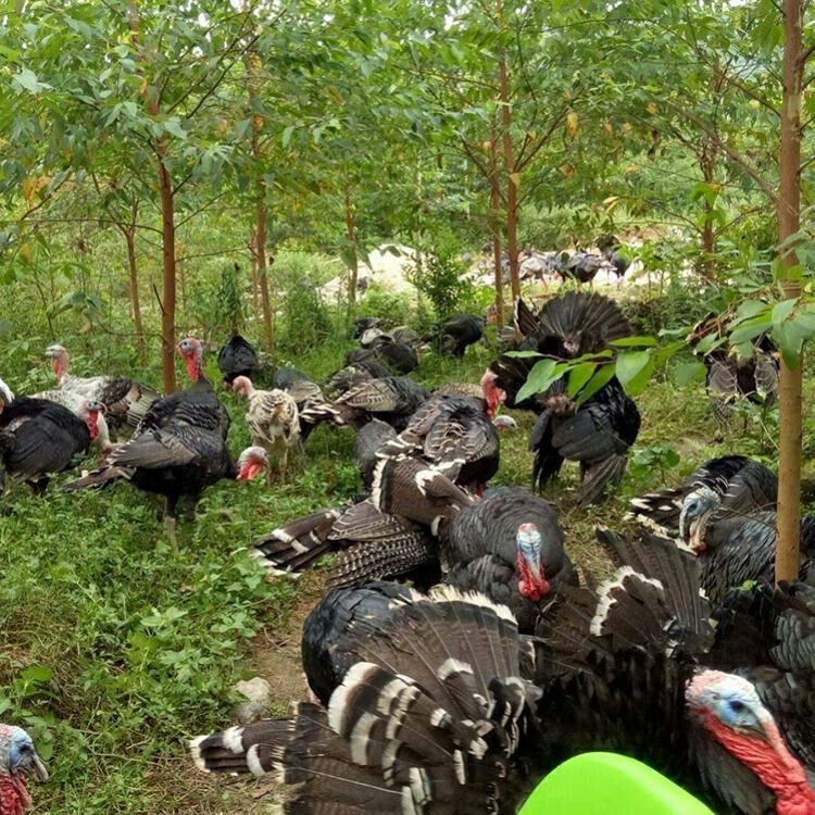 安小离(农家散养)巨型火鸡包活到家纯种青铜尼古拉火鸡活体活苗现货速