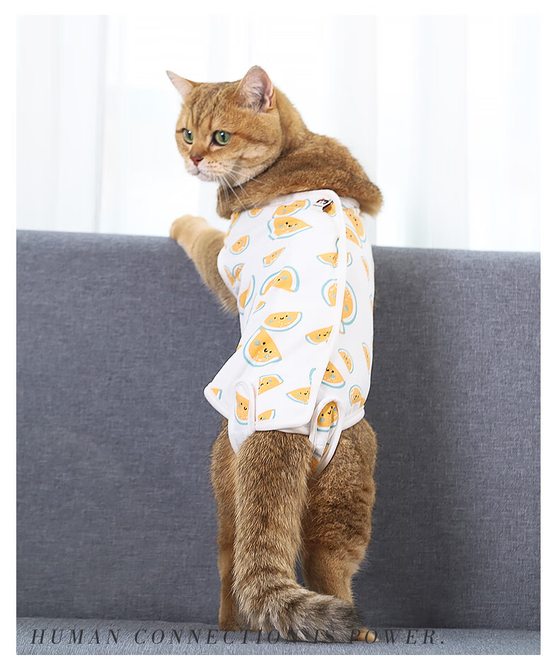 绝育服母猫手术服猫咪术后服公猫防舔断奶猫猫宠物衣服手术衣防掉毛防