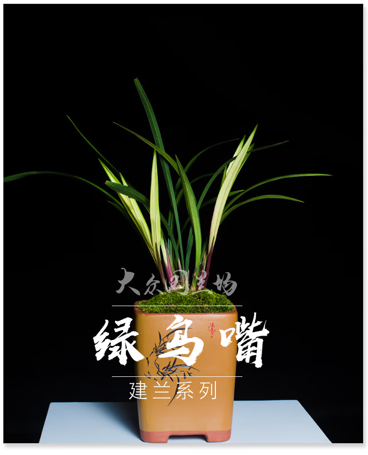 铭品兰花苗市长红浓香型带花苞建兰四季兰草花卉盆栽植物 红酒之恋3苗