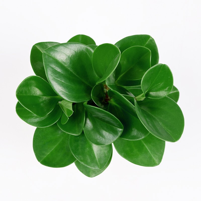 当日发货豆瓣绿植物青叶碧玉盆栽室内四季常青豆瓣绿原土不含盆