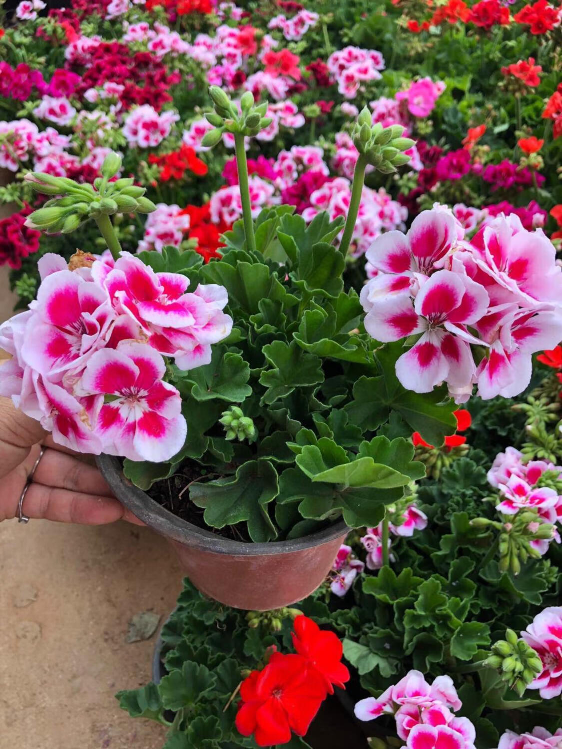 白飞溅天竺葵盆栽白飞溅天竺葵盆栽白飞溅天竺葵盆栽白飞溅天竺葵 19.