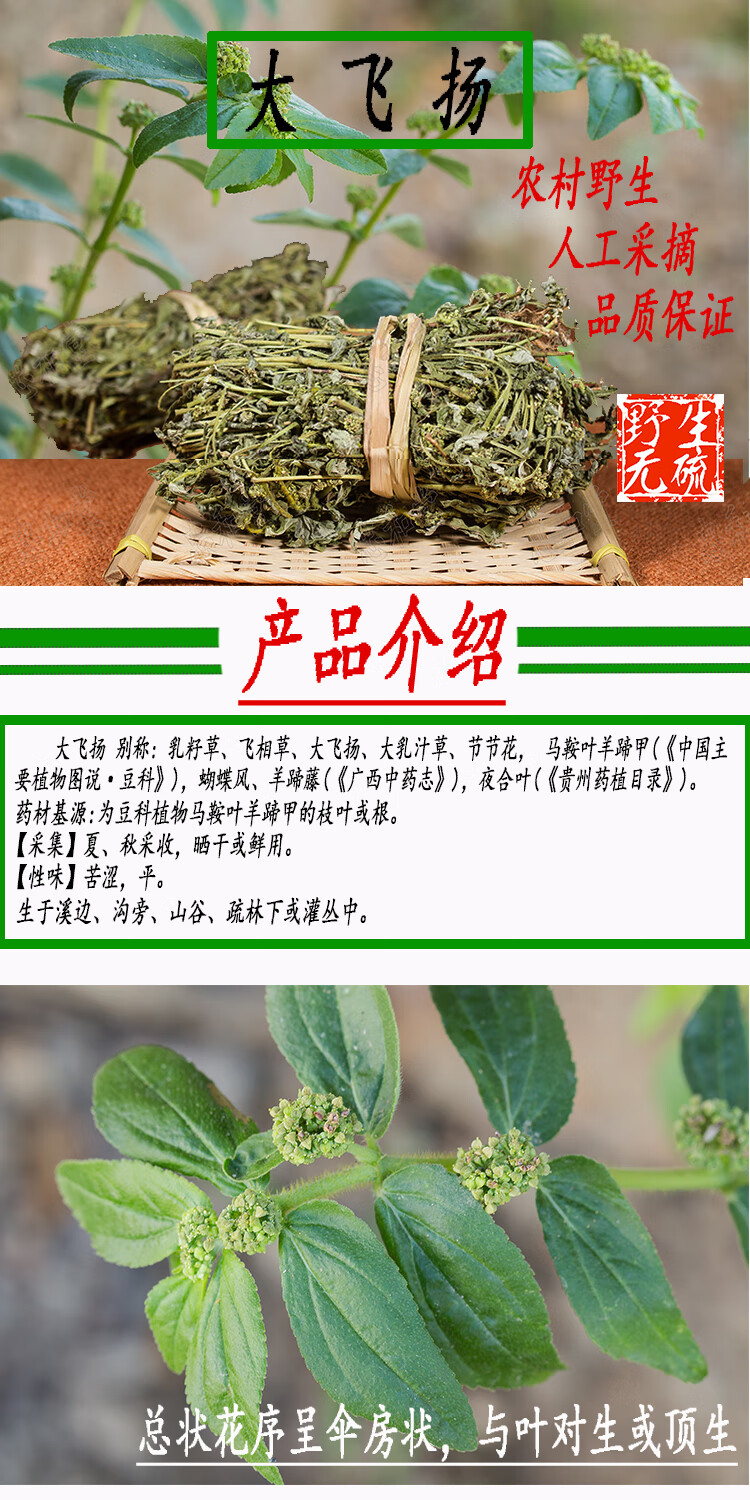 伟博新货干品500克大飞扬草大乳汁草节节花飞扬草