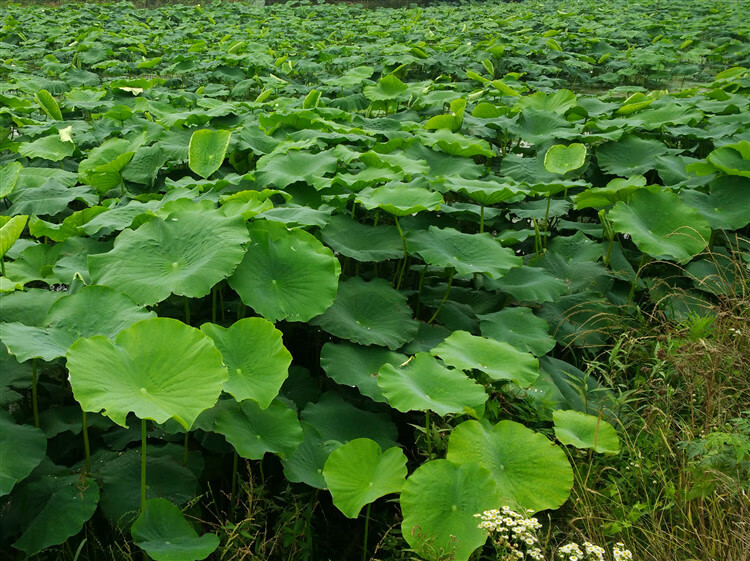 新鲜荷叶整张现摘鲜荷叶尖干荷叶2款选择包饭包糯米鸡包排骨泡茶食用