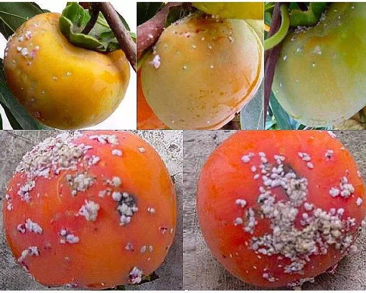 蚧壳虫蚧必治根粉蚧兰花卉柑橘果树柿子月季多肉杀虫剂农药200g