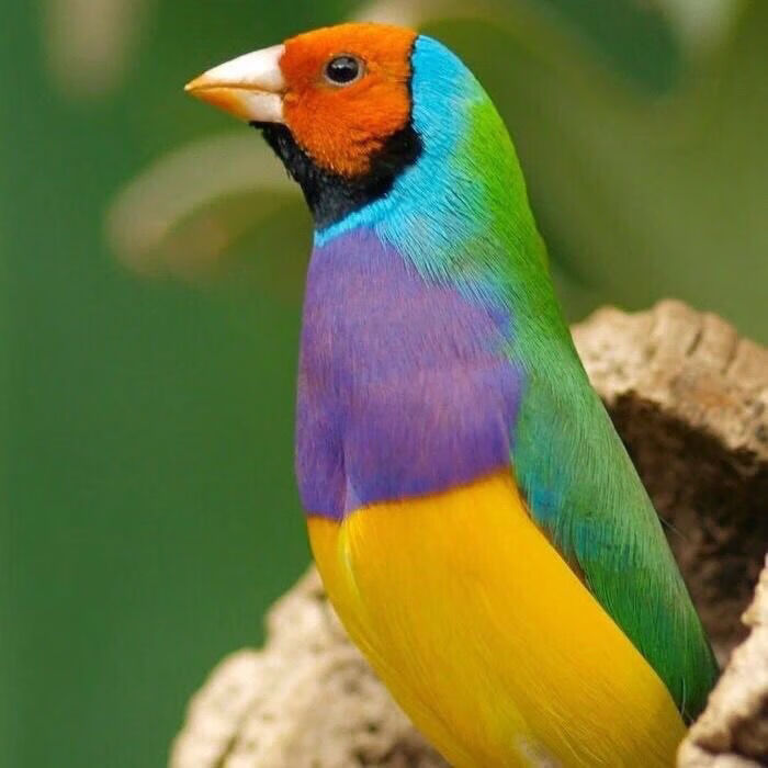 宠物鸟五彩鸟手玩鸟小鸟普彩金背蓝背七彩鸟活物 金贝公一只【图片