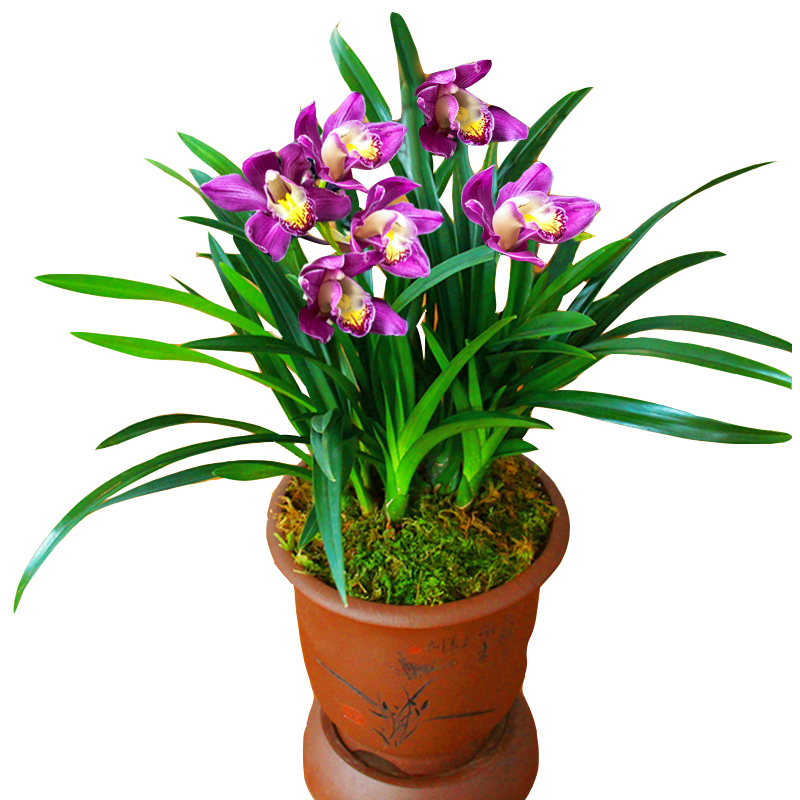 四季开花盆栽浓香型兰花苗室内建兰绿植花卉好养易活常青 紫妖姬3苗四